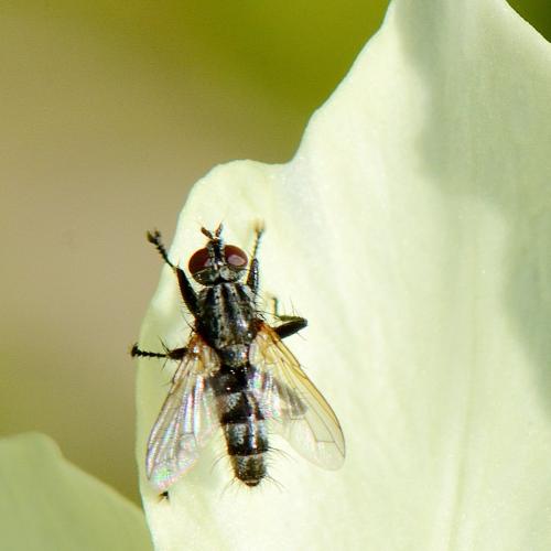 Réf. 290 321 : Stevenia deceptoria